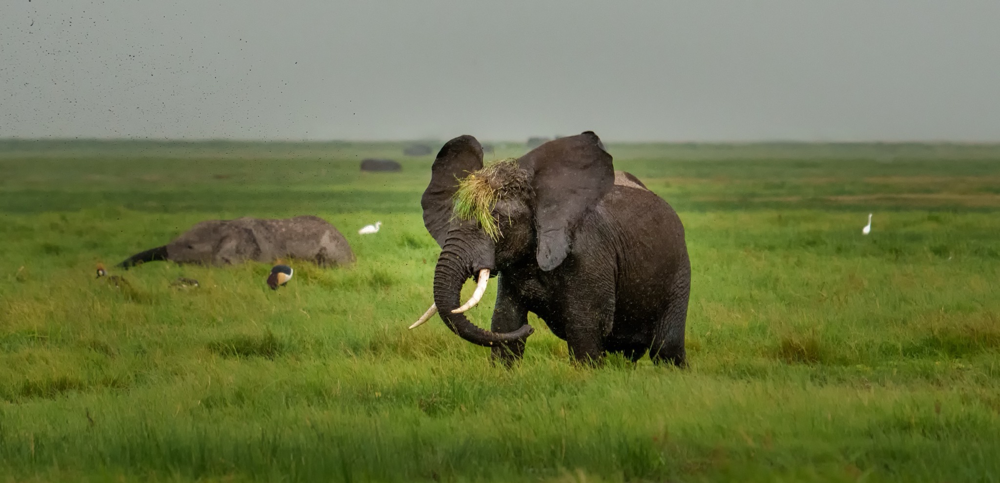 African Elephant